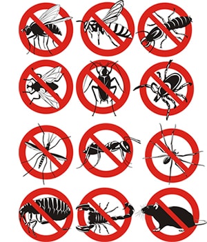 obtener un precio de una empresa de exterminio que puede retiro las avispas de su hogar o negocio en Arkansas y ayudarle a prevenir futuras infestaciones